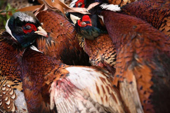 A brace of pheasants A brace of pheasants
