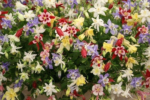Royal Chelsea Flower Show Royal Chelsea Flower Show