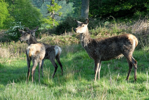 Eastnor Castle Eastnor Castle - parkland